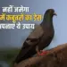 Kabootar Bhagane Ke Upay