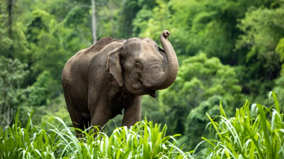 World Elephant Day 12 august