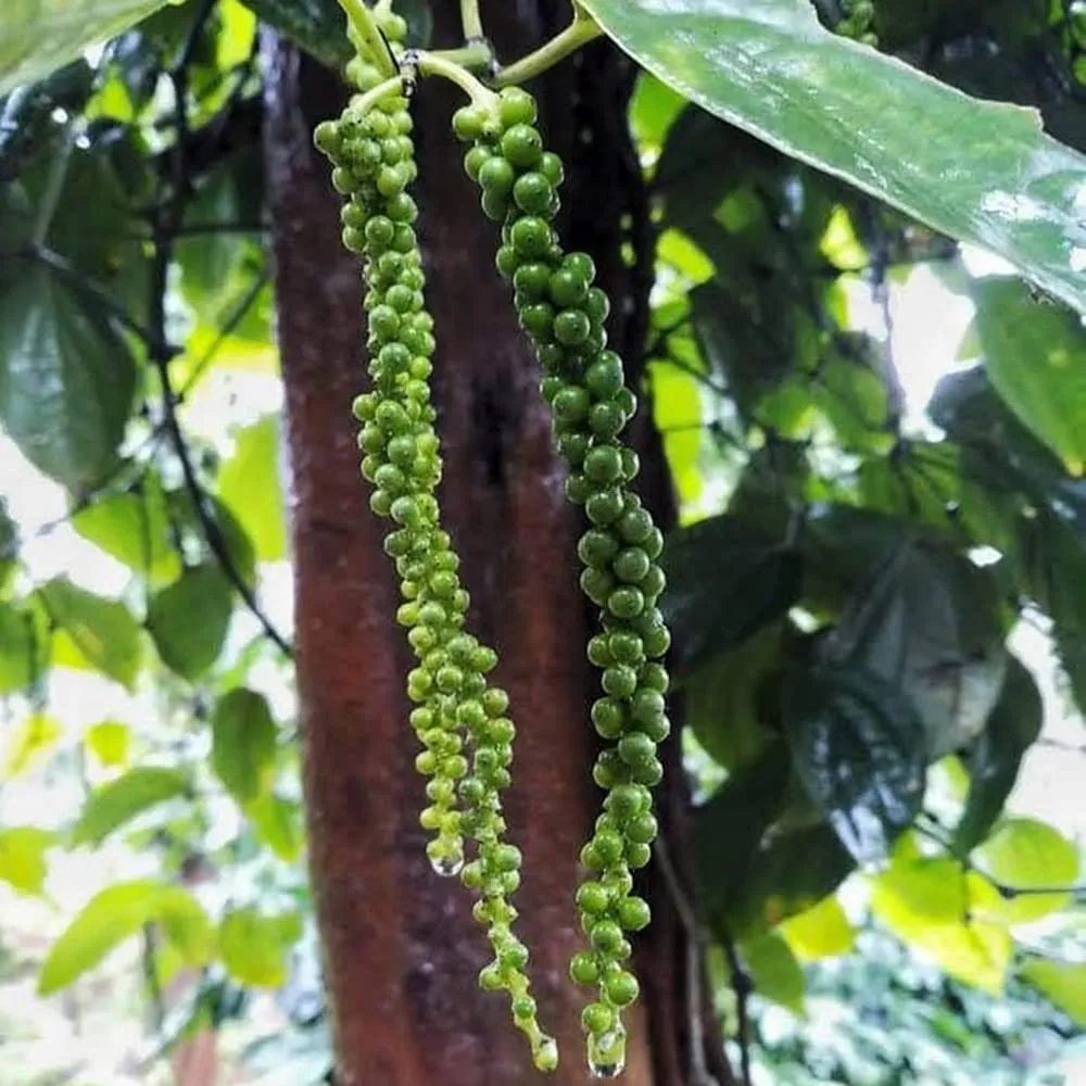 Black Pepper Business Idea