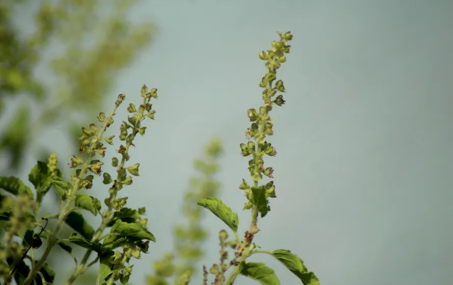 Tulsi Plant Upay