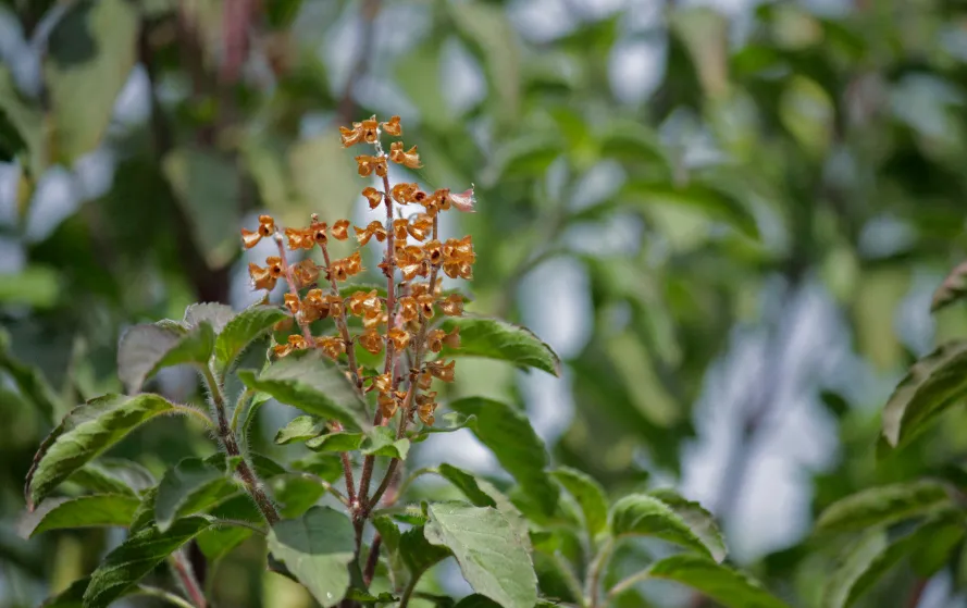Tulsi Plant Upay
