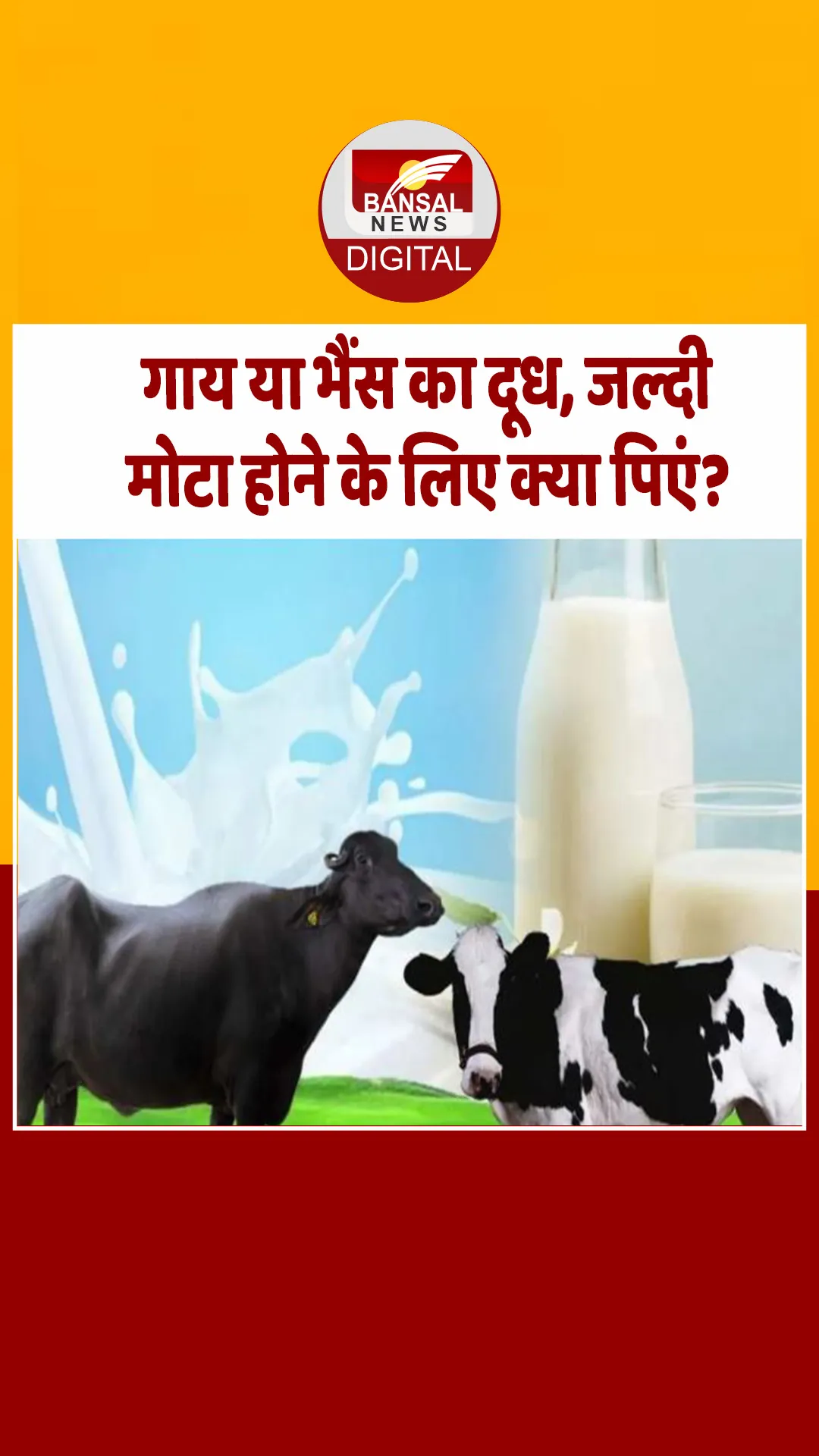 Cow Milk vs Buffalo Milk: वजन बढ़ाने के लिए कौन सा दूध है बेहतर? जानिए फर्क