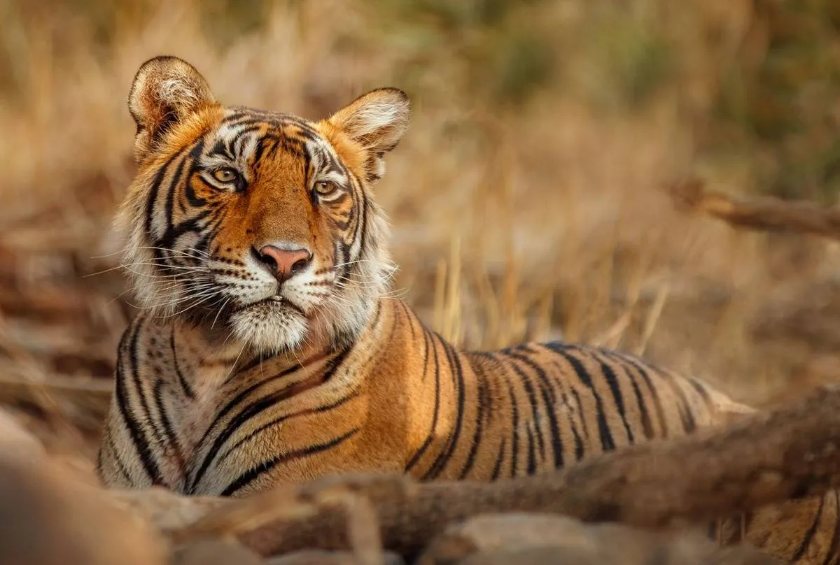 tiger