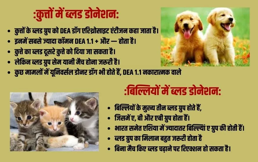 Animal Blood Bank