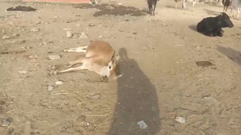 Aravaliya Gaushala Dead cow bhopal