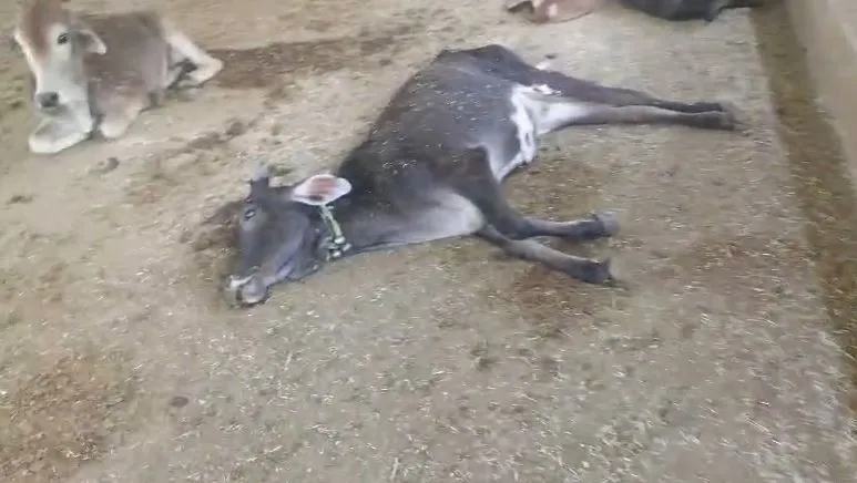 Aravaliya Gaushala dead cow