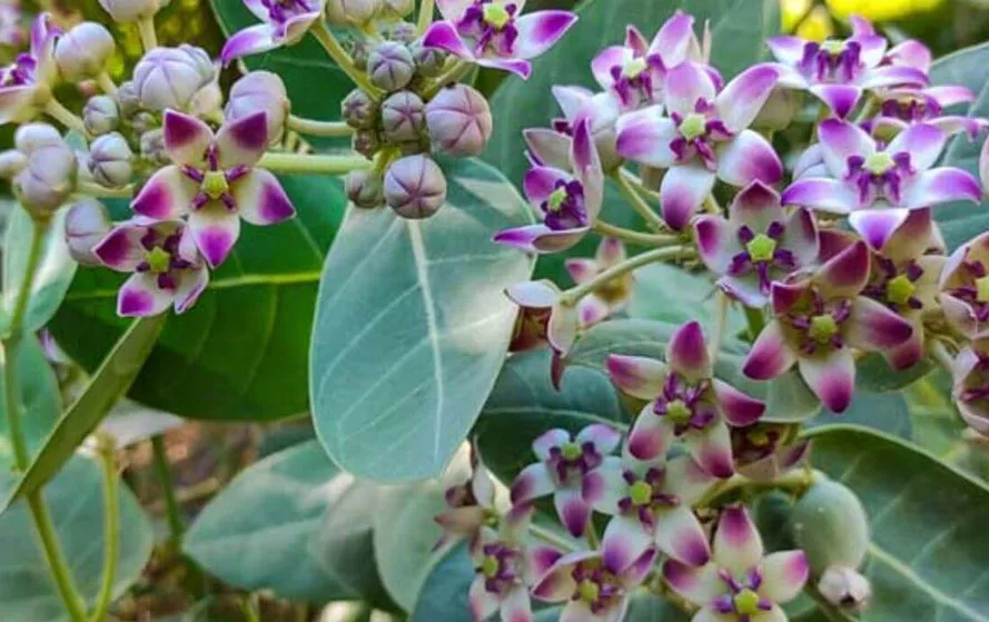 Astro-Plant-Vastu-Tips-Akaua-Madar-Plant