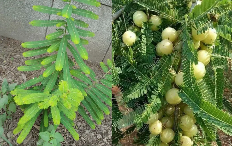 Astro-Plant-Vastu-Tips--Amla-Plant