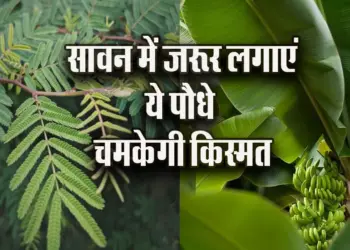 Astro-Plant-Vastu-Tips-Banana-Shami-Tulsi-ka-Paudha