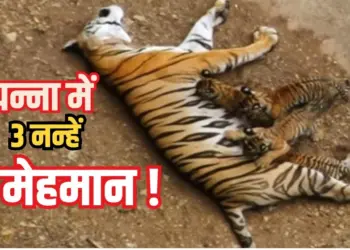 Panna Tiger Reserve