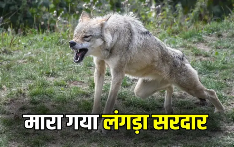 Bahraich Wolf Died News