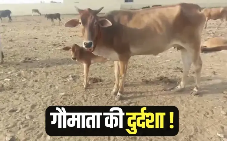 Bhopal Aravaliya Gaushala Dead cow Municipal Corporation