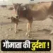 Bhopal Aravaliya Gaushala Dead cow Municipal Corporation