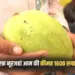 Bhopal Mango Festival Noor Jahan Sundarja Mangoes