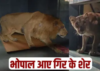 Bhopal Van Vihar Lions of Gir