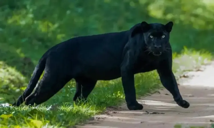 Black Leopard Movement In Dongargarh