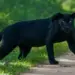 Black Leopard Movement In Dongargarh