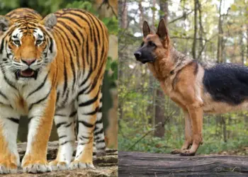 german Shepherd tiger fight