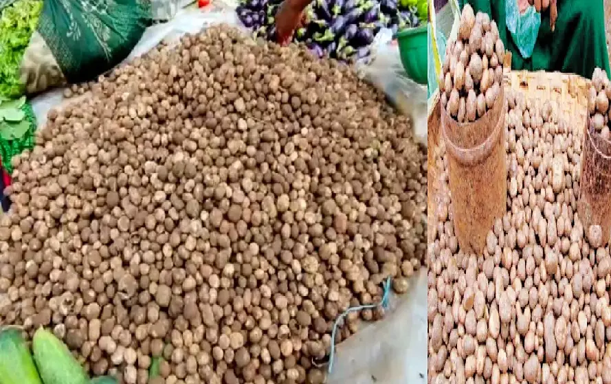 CG Bastar Boda Sabji Price