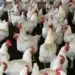 CG Bird Flu