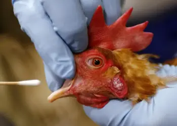 CG Bird Flu Alert