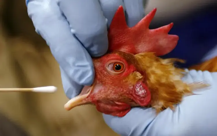 CG Bird Flu Alert