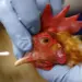 CG Bird Flu Alert