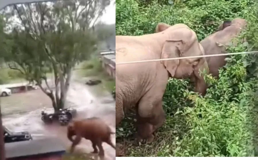 CG Elephant Attack