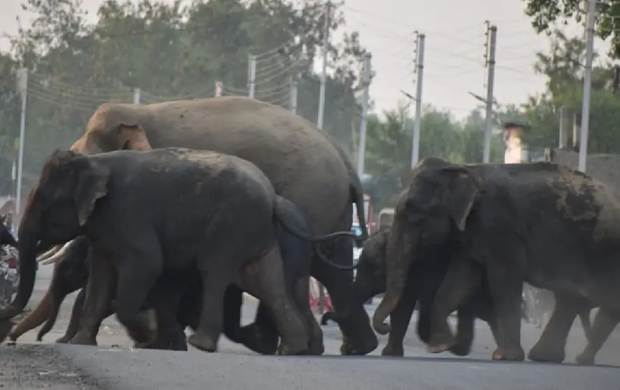 CG Elephants Death