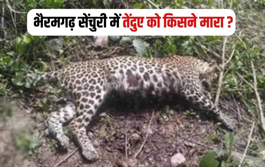CG Leopard Death