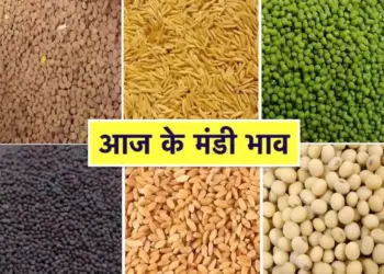 CG Mandi Bhav 23 June