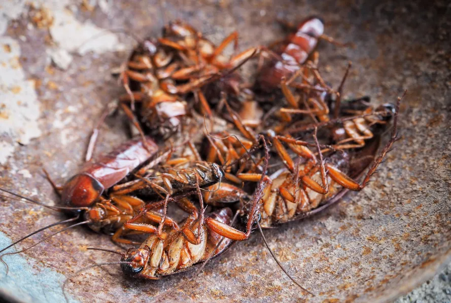 Cheap Cockroach Killer Home Remedy Ghar me Cockroach Bhagane ke Upay