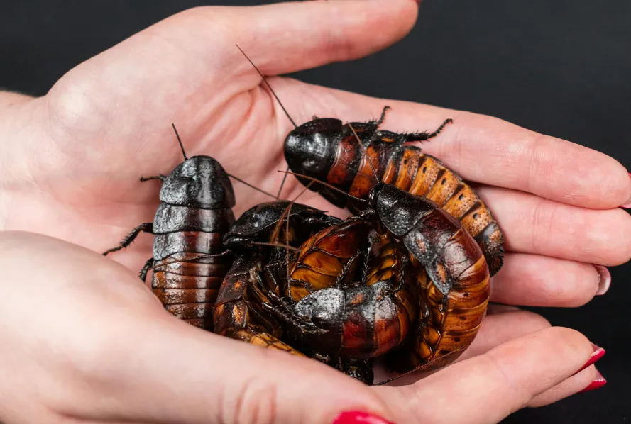 Cheap Cockroach Killer Home Remedy Ghar me Cockroach Bhagane ke Upay