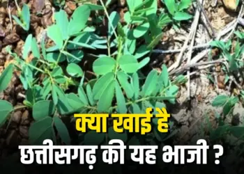 Chhattisgarh Charota Saag Benefits