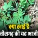 Chhattisgarh Charota Saag Benefits