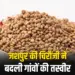 Chhattisgarh Chironji