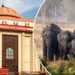 Chhattisgarh Elephants Death