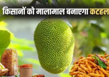 Chhattisgarh Katahal products