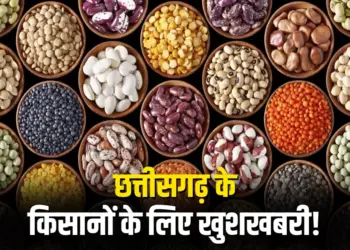 Chhattisgarh Seed Production Subsidy, CG Tilhan Beej Anudan