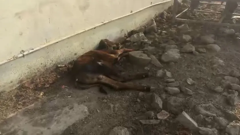 Dead cow in Bhopal Aravaliya Gaushala
