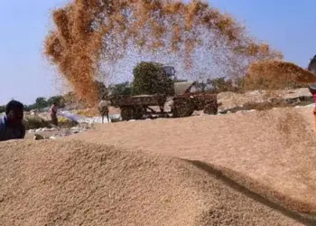 जबलपुर में धान घोटाला।