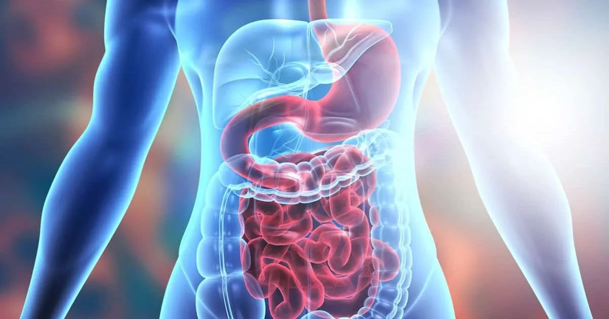 Beetroot Health Benefits Digestive System