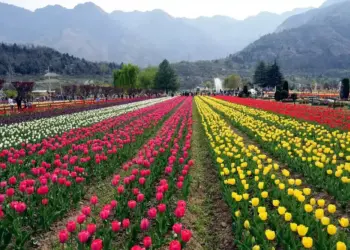 Srinagar Tulip Garden