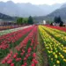 Srinagar Tulip Garden