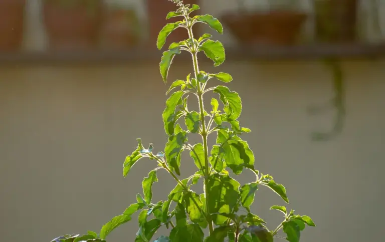Tulsi Plant Upay