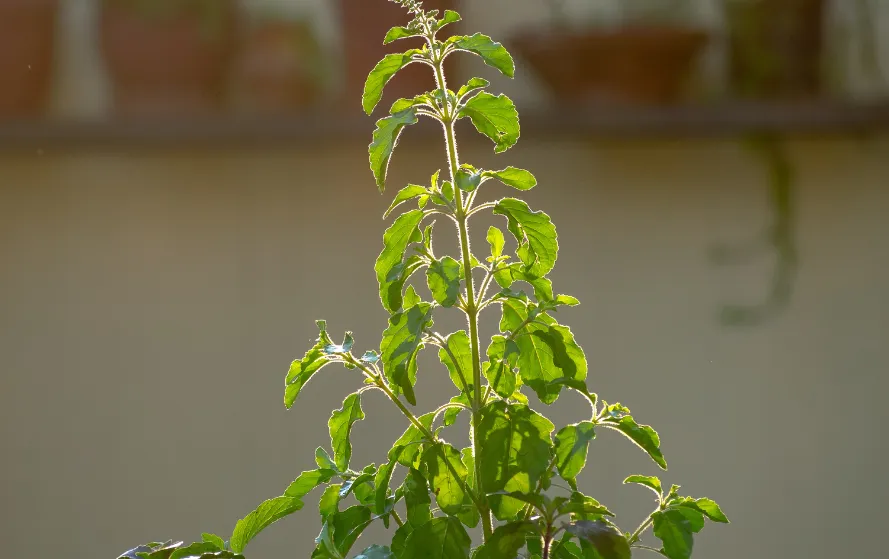 Tulsi Plant Upay