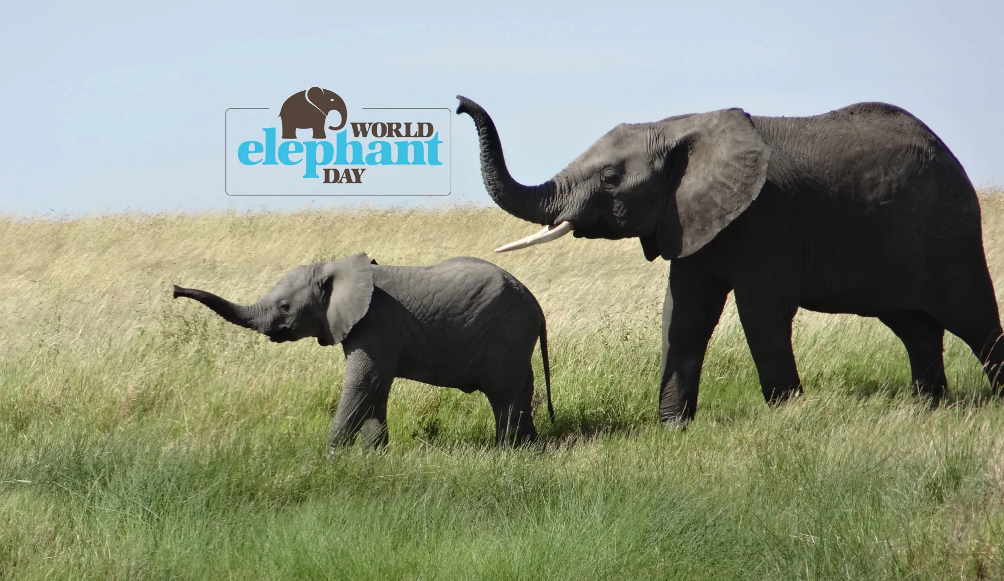 World Elephant Day 12 august