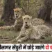 Gandhisagar Cheetah Sanctuary