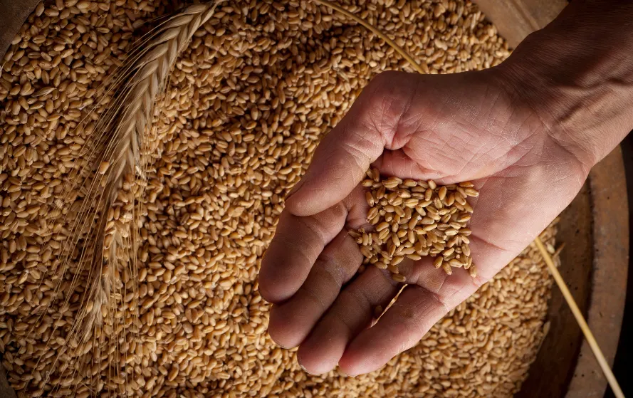  Monsoon 2025 wheat prevention tips 