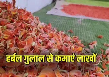 Holi 2025 Herbal Gulal